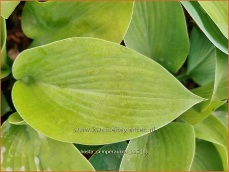 Hosta 'Semperaurea' | Hosta, Hartlelie, Funkia | Funkie | Hosta
