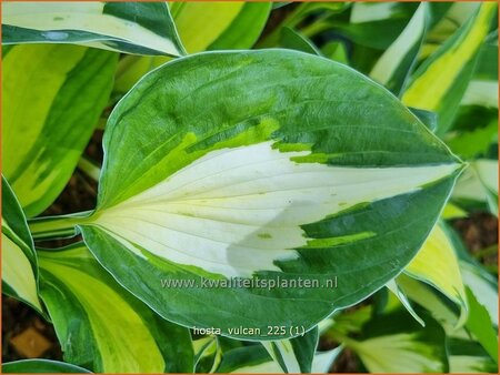 Hosta 'Vulcan' | Hosta, Hartlelie, Funkia | Funkie | Hosta