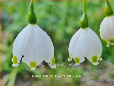 Leucojum aestivum 'Gravetye Giant' | Zomerklokje, Narcisklokje | Sommer-Knotenblume | Snowbell