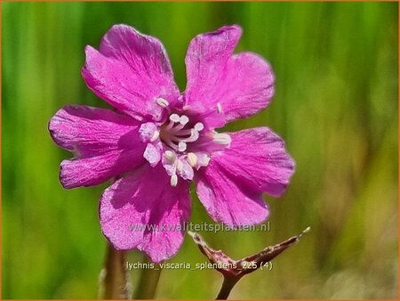 Lychnis viscaria 'Splendens' | Rode pekanjer, Pekanjer, Koekoeksbloem | Klebnelke | German Catchfly