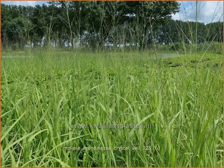 Molinia arundinacea 'Crystal Veil' | Pijpenstrootje | Hohes Pfeifengras | Tall Purple Moorgrass