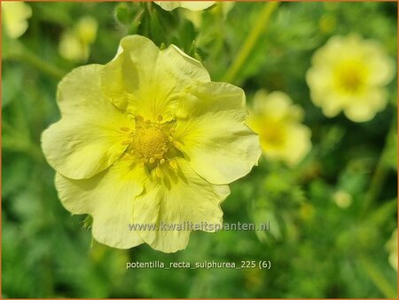 Potentilla recta 'Sulphurea' | Rechte ganzerik, Ganzerik | Hohes Fingerkraut | Sulphur Cinquefoil