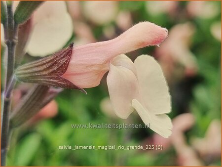 Salvia jamensis 'Magical Rio Grande' | Salie, Salvia | Salbei | Autumn Sage