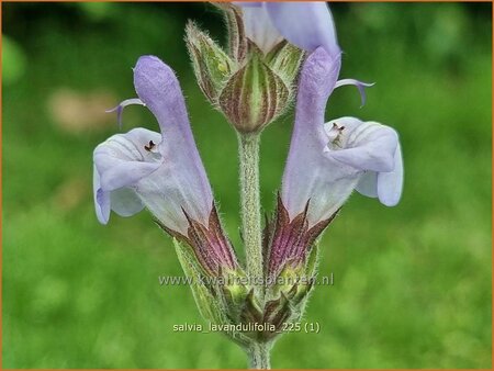 Salvia lavandulifolia | Lavendelsalie, Spaanse salie, Salie, Salvia | Lavendelbl&auml;ttriger Salbei | Lavender Leaf Sage