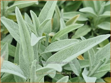 Salvia officinalis 'Nazareth' | Echte salie, Tuinsalie, Keukensalie, Franse salie, Salie, Salvia | Echter Salbei | Cu