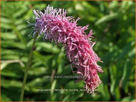 Sanguisorba tenuifolia 'Purple Tails' | Hoge pimpernel, Sorbenkruid, Pimpernel | Hoher Wiesenknopf | Japanese Burnet