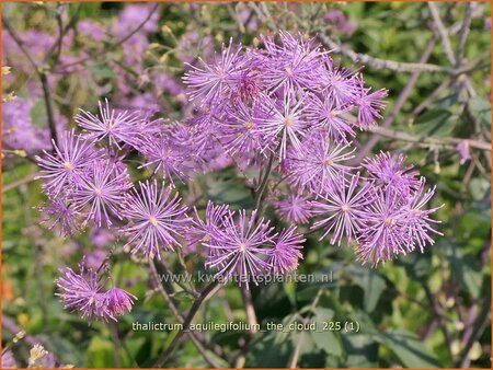 Thalictrum aquilegifolium 'The Cloud' | Akeleiruit, Akeleibladige ruit, Ruit | Akeleibl&auml;ttrige Wiesenraute