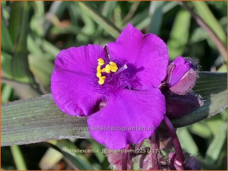 Tradescantia 'JS Brainstorm' | Eendagsbloem, Vaderplant | Dreimasterblume | Spiderwort
