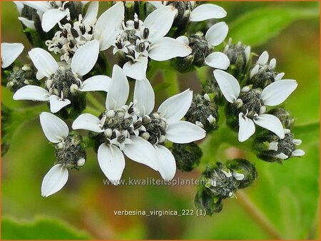 Verbesina virginica | Verbesine | Frostweed