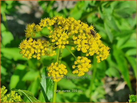 Zizia aurea | Gouden Alexanderbloem | Goldener Alexander | Golden Alexanders