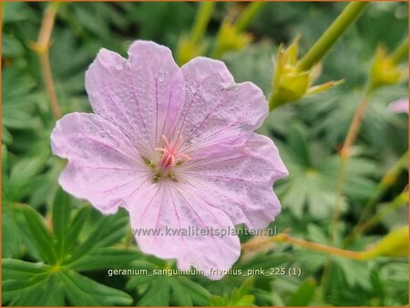 Geranium sanguineum 'Frivolius Pink' | Bloedooievaarsbek, Bloedrode ooievaarsbek, Ooievaarsbek, Tuingeranium, Ger