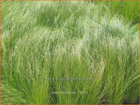 Stipa tenuissima | Fijn Vedergras, Engelenhaar, Vedergras | Zartes Federgras | Mexican Feather Grass