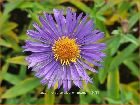 Aster novae-angliae 'W. Bowman' | Nieuw-Engelse aster, Herfstaster, Aster | Raublatt-Aster