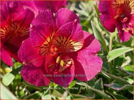  Alstroemeria 'River Valley' | Incalelie, Peruviaanse lelie | Inkalilie | Peruvian Lily