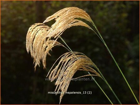 Miscanthus nepalensis | Prachtriet | Landschilf | Himalayan Fairy Grass