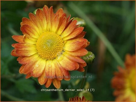 Chrysanthemum 'Dernier Soleil'