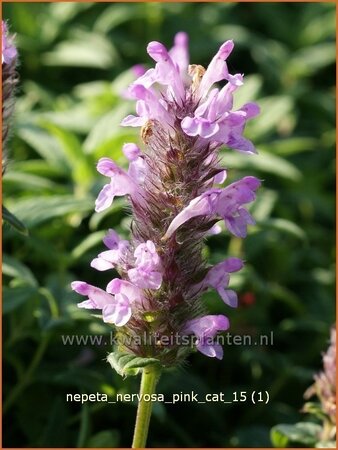 Nepeta nervosa 'Pink Cat' | Kattenkruid