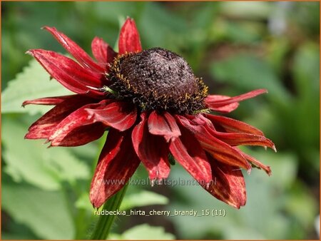 Rudbeckia hirta 'Cherry Brandy' | Zonnehoed