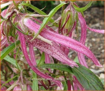 Campanula 'Pink Octopus' | Klokjesbloem