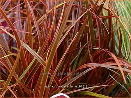 Uncinia rubra 'Everflame' | Mahoniegras, Vuurspuwer, Rode zegge | Mahagonigras | Red New Zealand Hook Sedge