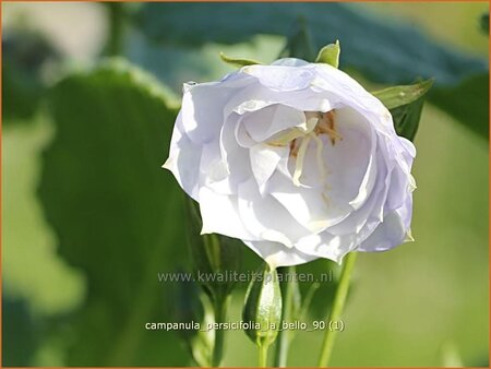 Campanula persicifolia 'La Bello' | Perzikbladklokje, Prachtklokje, Klokjesbloem
