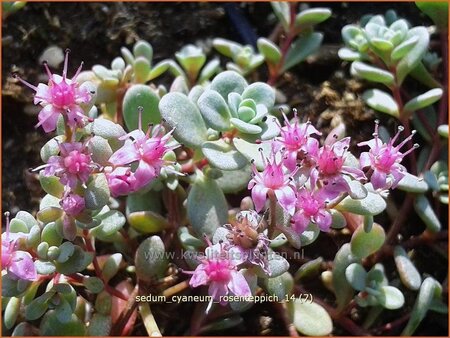 Sedum cyaneum 'Rosenteppich' | Vetkruid