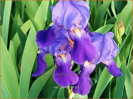 Iris 'Joanna' | Baardiris, Iris, Lis