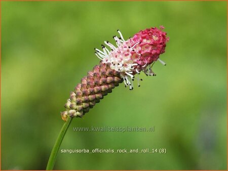 Sanguisorba officinalis 'Rock and Roll' | Grote pimpernel, Groot sorbenkruid, Sorbenkruid, Pimpernel | Gro&szlig;er Wiesen