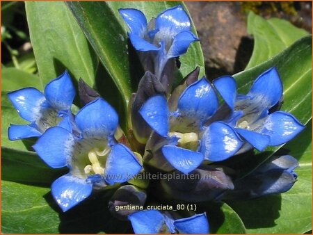 Gentiana cruciata | Kruisbladgentiaan, Gentiaan