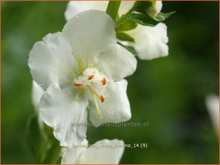 Verbascum 'White Domino' | Toorts