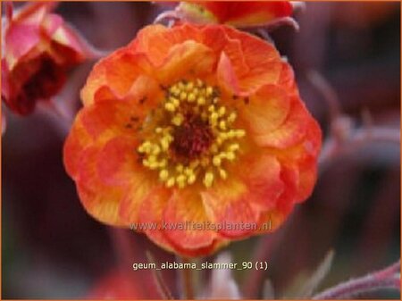 Geum 'Alabama Slammer' | Nagelkruid