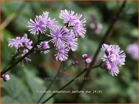Thalictrum actaeifolium 'Perfume Star' | Ruit | Wiesenraute | Twinkling Star