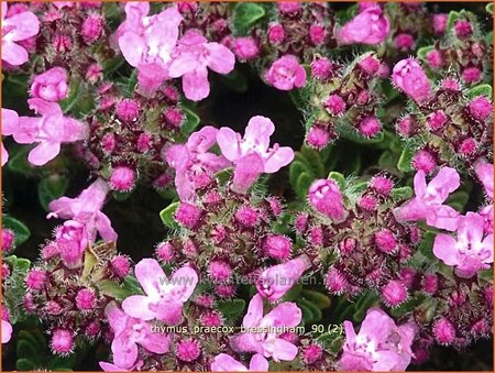 Thymus praecox 'Bressingham' | Kruiptijm, Tijm | Fr&uuml;hbl&uuml;hender Thymian