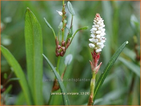 Persicaria vivipara | Knolduizendknoop, Broedbistorta, Levendbarende duizendknoop, Duizendknoop | Kn&ouml;llchen-Wiesenkn&ouml;terich |