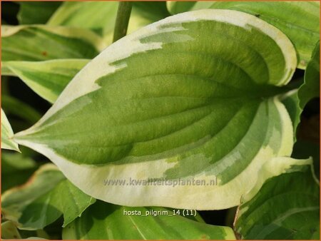 vHosta 'Pilgrim' | Hartlelie, Funkia