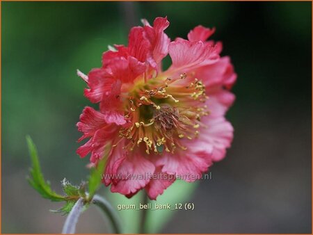 Geum 'Bell Bank' | Nagelkruid