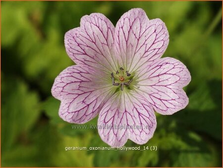 Geranium oxonianum 'Hollywood' | Ooievaarsbek
