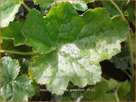 Heuchera cylindrica 'Greenfinch' | Purperklokje