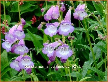 Penstemon 'Alice Hindley' | Schildpadbloem, Slangenkop