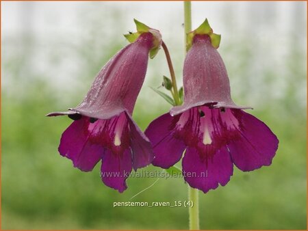Penstemon 'Raven' | Slangenkop, Schildpadbloem