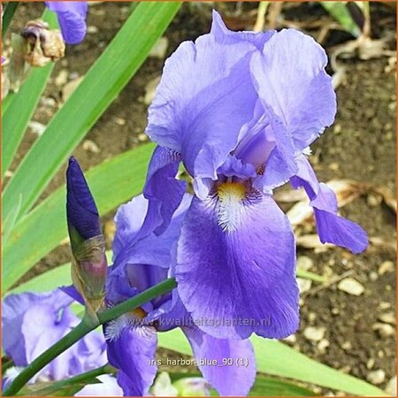 Iris 'Harbor Blue' | Baardiris, Iris, Lis
