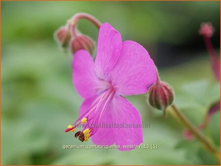Geranium cantabrigiense 'Westray' | Ooievaarsbek