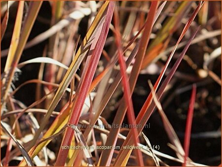 Schizachyrium scoparium 'Wildwest' | Klein prairiegras