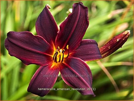 Hemerocallis 'American Revolution' | Daglelie