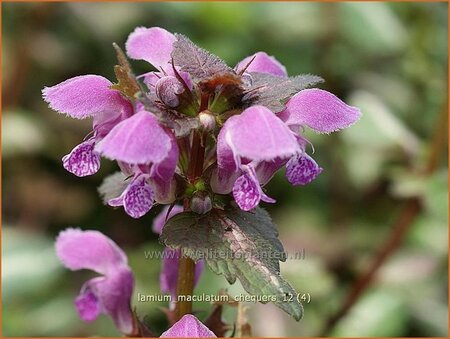 Lamium maculatum 'Chequers' | Dovenetel