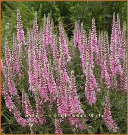 Veronica spicata 'Heidekind' | Aarereprijs, Ereprijs