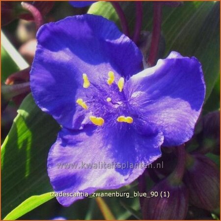 Tradescantia 'Zwanenburg Blue' | Eendagsbloem, Vaderplant