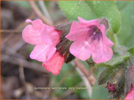 Pulmonaria saccharata 'Dora Bieleveld' | Longkruid