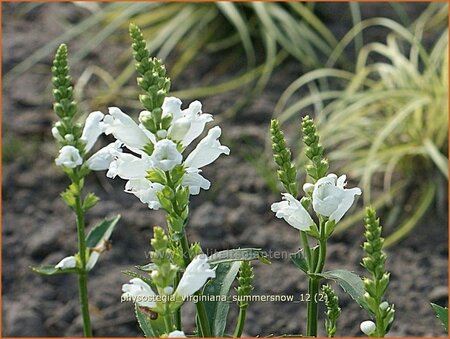 Physostegia virginiana 'Summer Snow' | Scharnierbloem | Gelenkblume