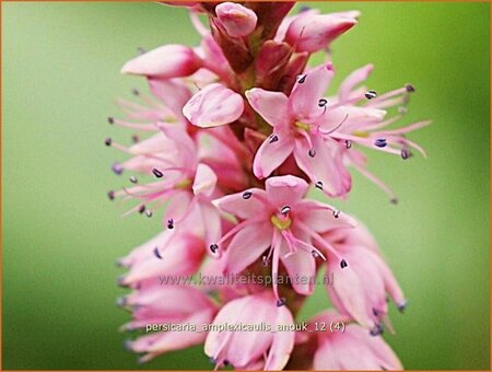 Persicaria amplexicaulis 'Anouk' | Duizendknoop, Adderwortel